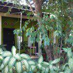 Indonesien Reise 2016, Timor, Alor, Flores